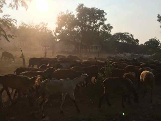Sheep grazing joyfully in Amrit Mahal Kaval
