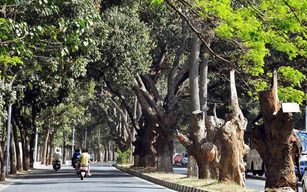 Jayamahal Road Treeline